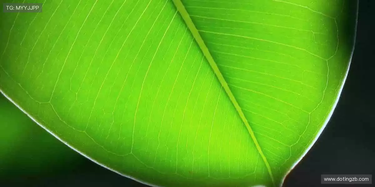 🚀 点击即达,开启你的体育梦想之旅!✨